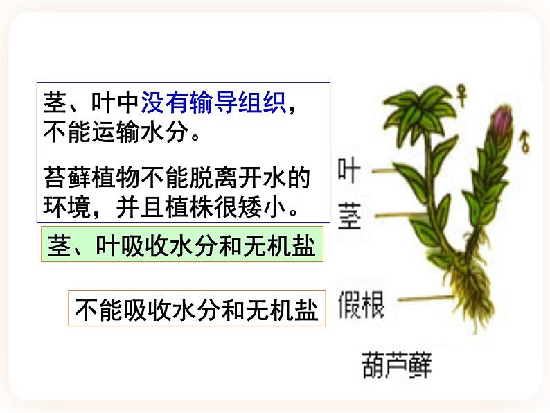 22.3.1植物的主要类群 课件第6页