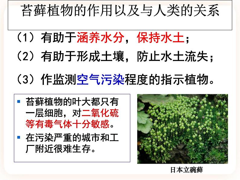 22.3.1植物的主要类群 课件第8页