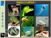 22.4动物的主要类群(第1课时）无脊椎动物 课件