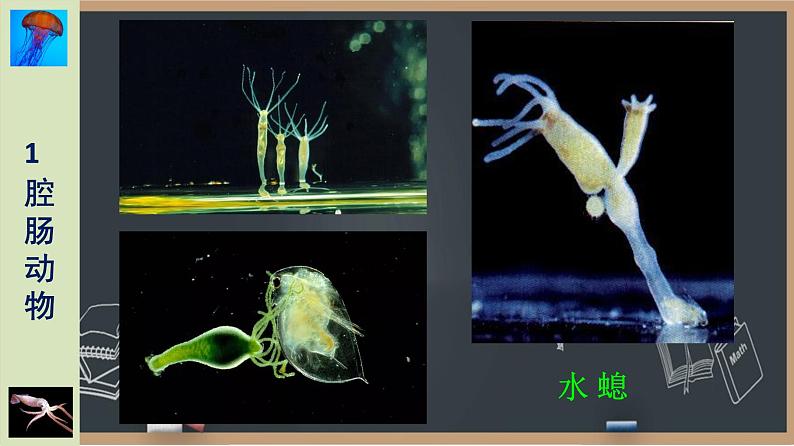 22.4动物的主要类群(第1课时）无脊椎动物 课件07