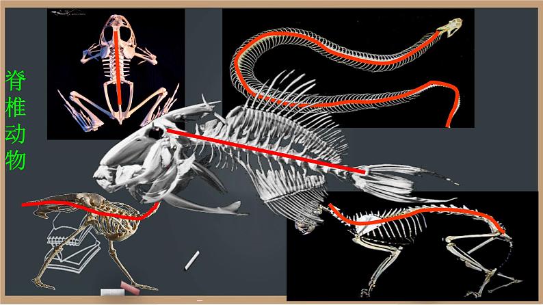 22.4.2脊椎动物 课件第6页