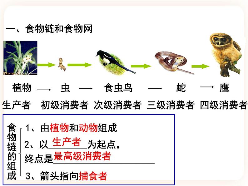 23.3生态系统的结构和功能 课件03