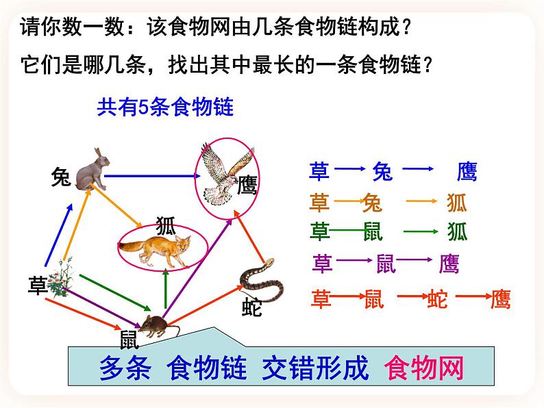 23.3生态系统的结构和功能 课件04