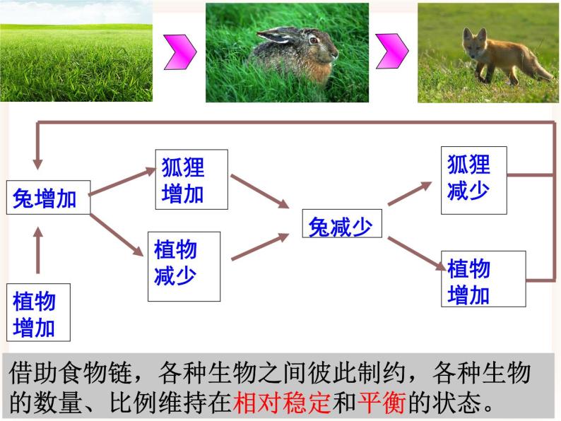 北师大版八年级下册第八单元 生物与环境第23章 生态系统及其稳定性第4节 生态系统的稳定性公开课课件ppt-教习网|课件下载