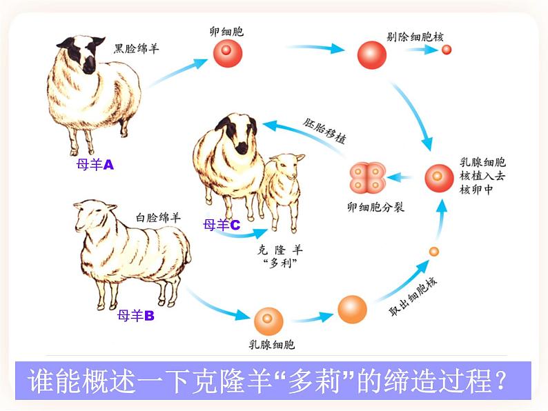 25.2现代生物技术 课件07