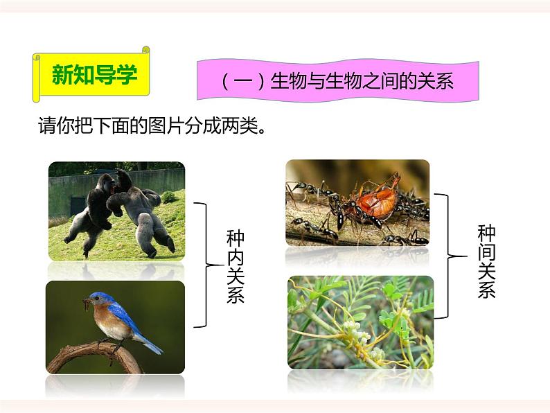 第七单元第一章第一节（二）《生物因素对生物的影响》（教案）第3页