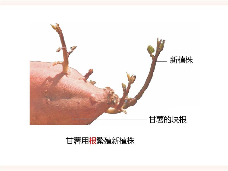 第一章第一节 被子植物的生殖（二）无性生殖（课件）第6页