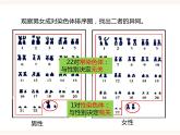 八下第六单元第二章第一节（三）人的性别决定（课件+教案）