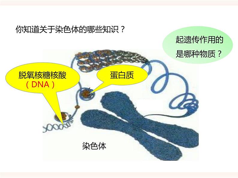 第六单元第二章第一节（二）《遗传的物质基础》（课件）第3页