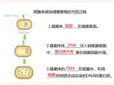 八下第六单元第二章第一节（二）遗传的物质基础（课件+教案）