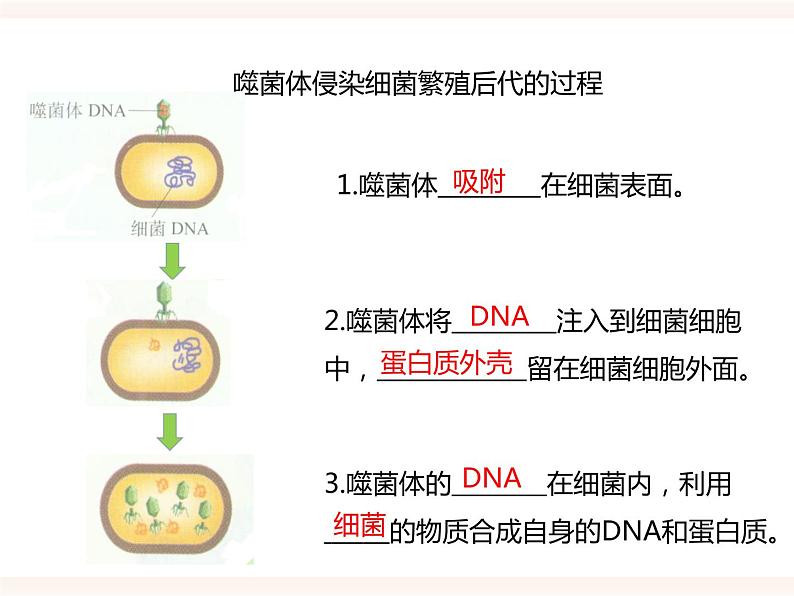 第六单元第二章第一节（二）《遗传的物质基础》（课件）第5页