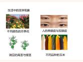 八下第六单元第二章第二节 变异（课件+教案）