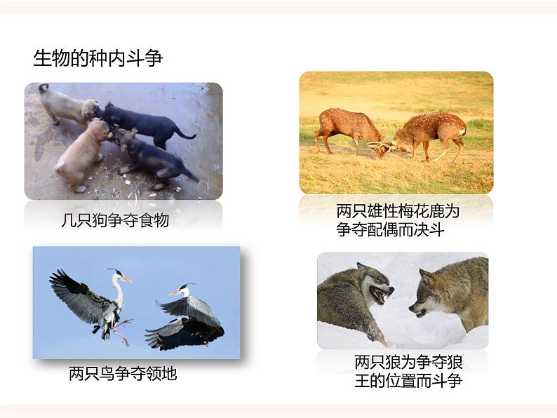 八下第七单元 1.1（二）生物因素对生物的影响 课件+教案05