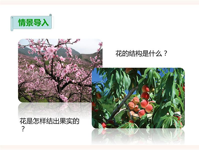 第一章第一节 被子植物的生殖（一）有性生殖（课件）第2页