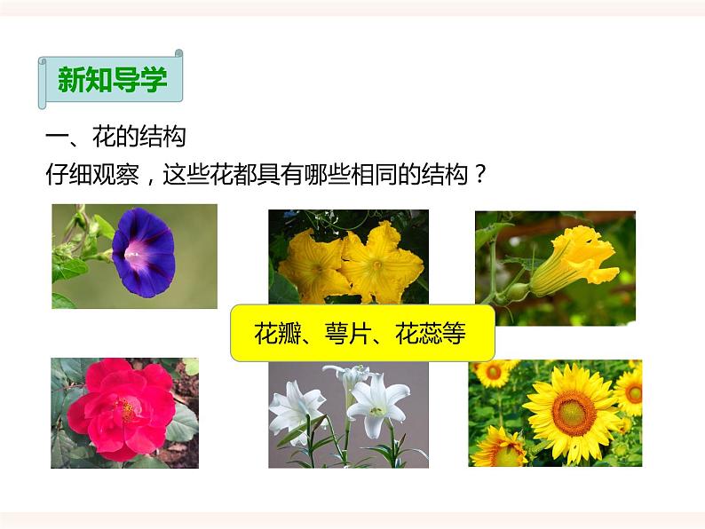 第一章第一节 被子植物的生殖（一）有性生殖（课件）第3页