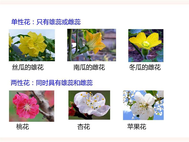 第一章第一节 被子植物的生殖（一）有性生殖（课件）第4页