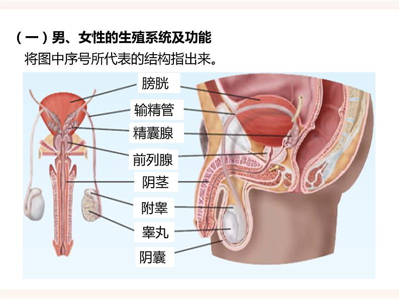 八下第六单元 1.3 人的生殖和胚胎发育 课件+教案04