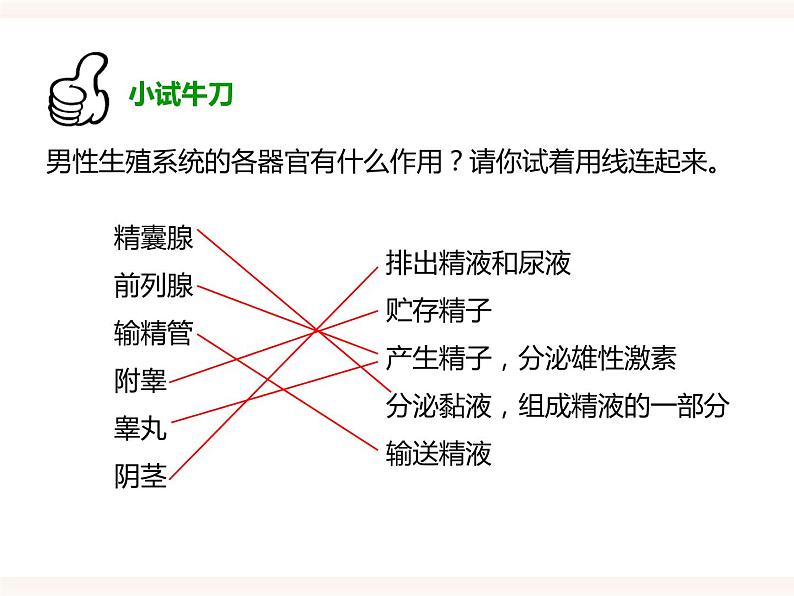 八下第六单元 1.3 人的生殖和胚胎发育 课件+教案05