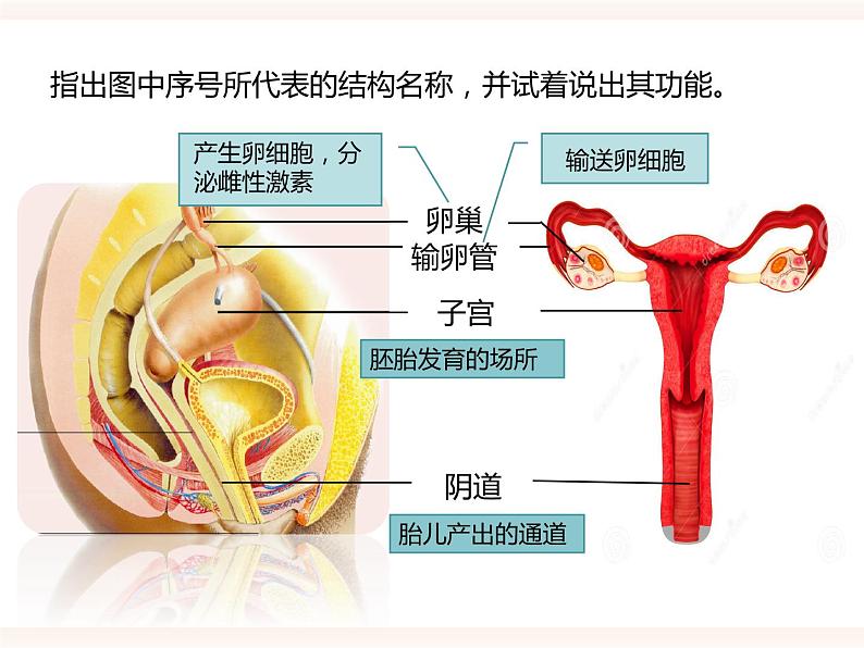 八下第六单元 1.3 人的生殖和胚胎发育 课件+教案06