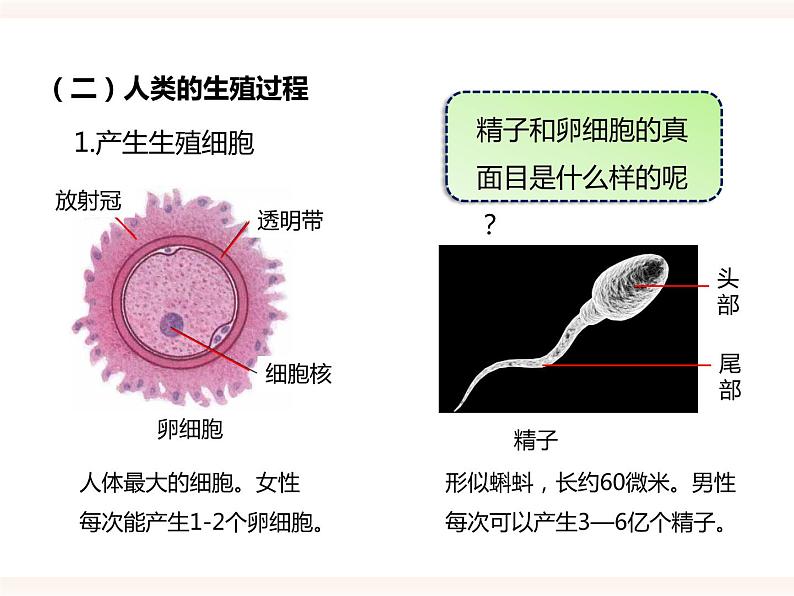 八下第六单元 1.3 人的生殖和胚胎发育 课件+教案08