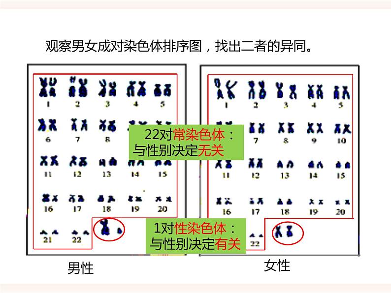 八下第六单元 2.1（三）人的性别决定 课件+教案04