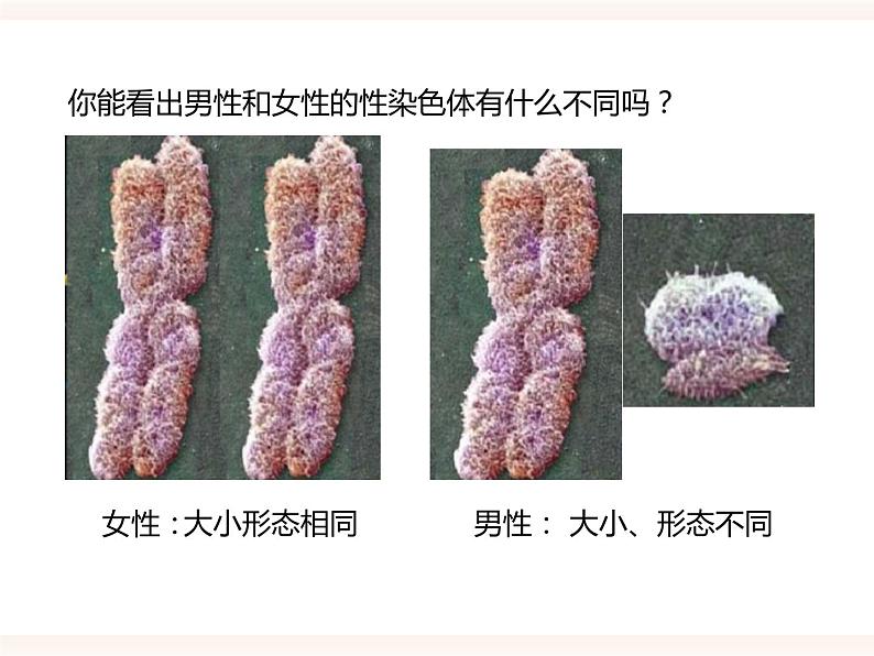 八下第六单元 2.1（三）人的性别决定 课件+教案05