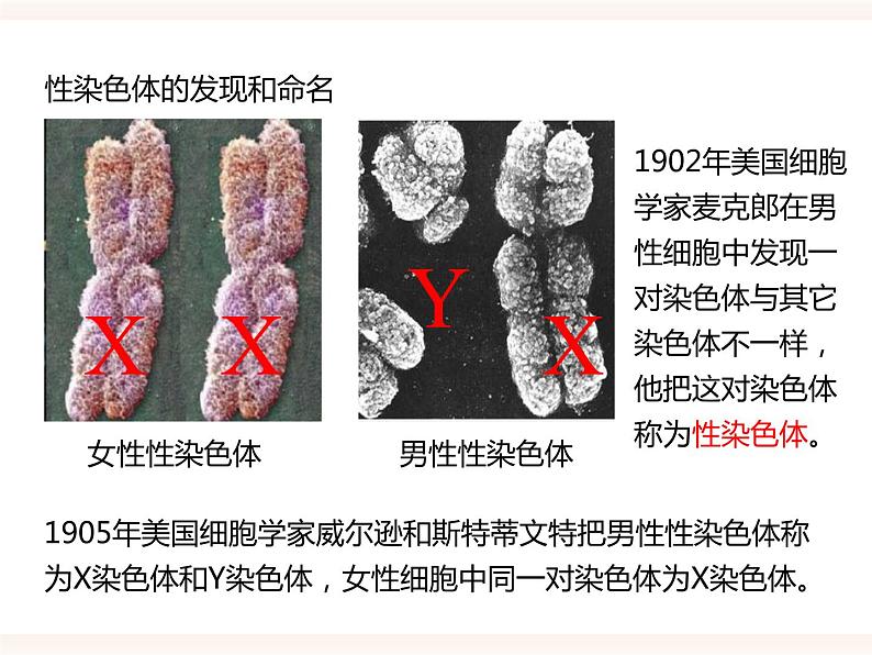 八下第六单元 2.1（三）人的性别决定 课件+教案06