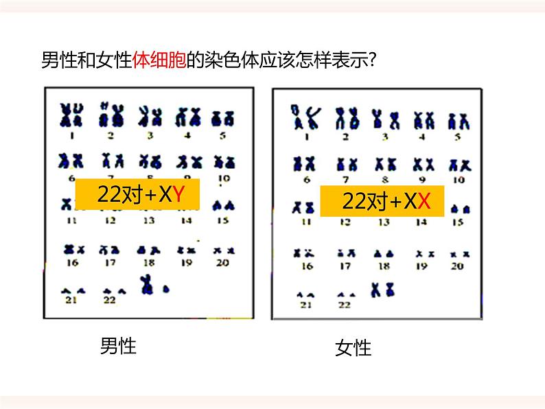 八下第六单元 2.1（三）人的性别决定 课件+教案07