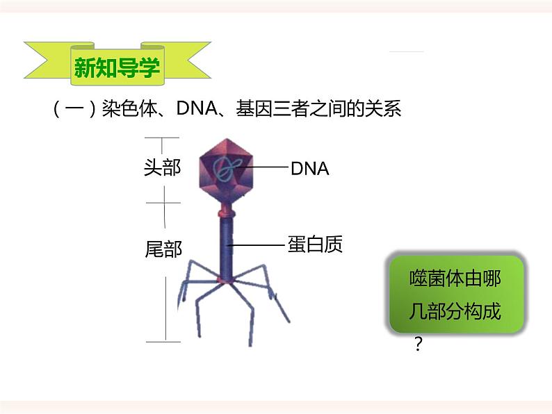 八下第六单元 2.1（二）遗传的物质基础 课件+教案04