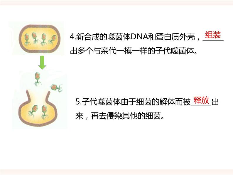 八下第六单元 2.1（二）遗传的物质基础 课件+教案06