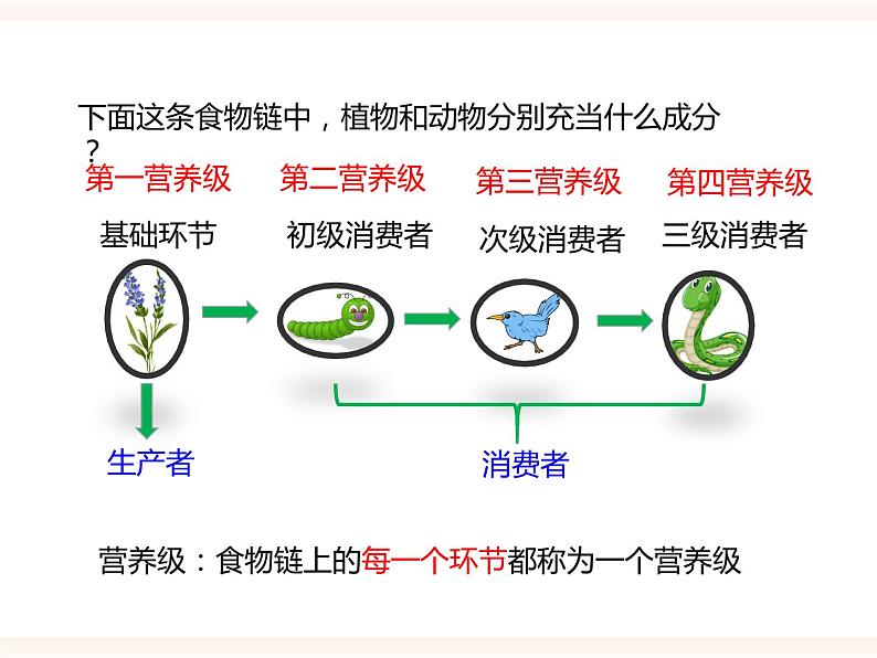 八下第七单元 2.2 食物链和食物网 课件+教案06