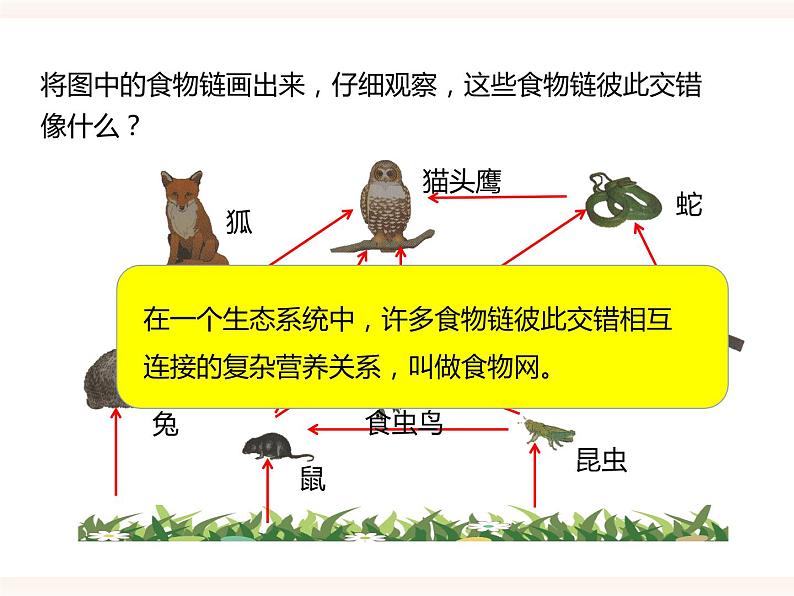 八下第七单元 2.2 食物链和食物网 课件+教案07