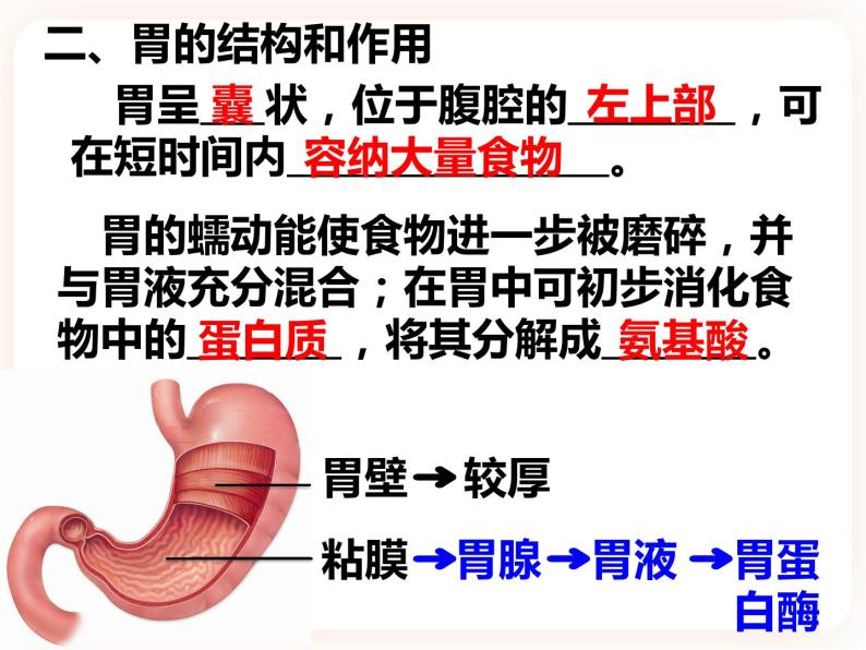2.1.2.2食物在胃肠内的消化 课件04