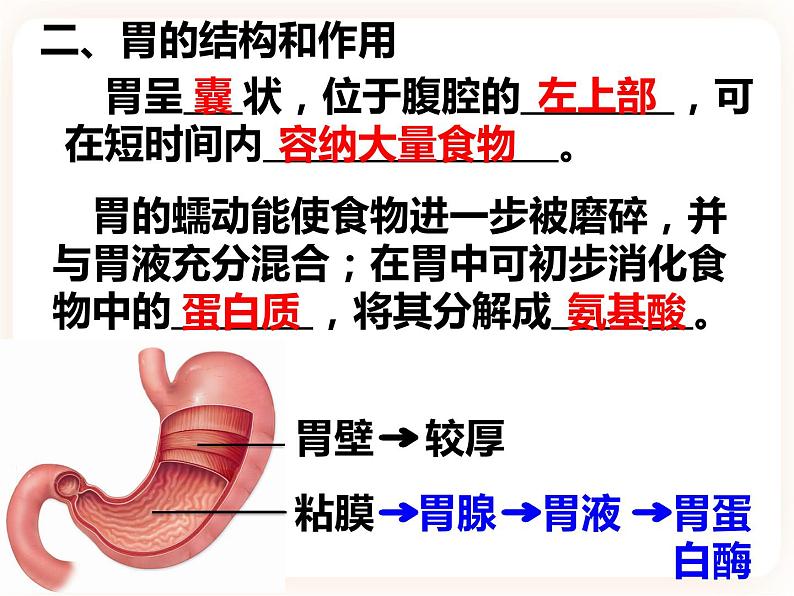 冀教版生物七年级下册 2.1.2.2食物在胃肠内的消化 课件04