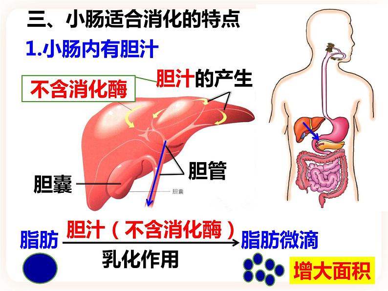 冀教版生物七年级下册 2.1.2.2食物在胃肠内的消化 课件06