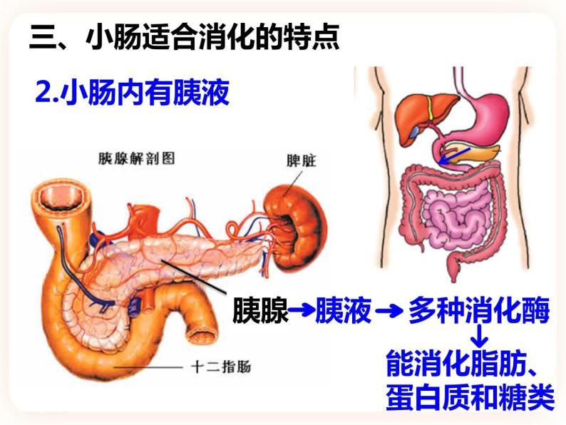 2.1.2.2食物在胃肠内的消化 课件07