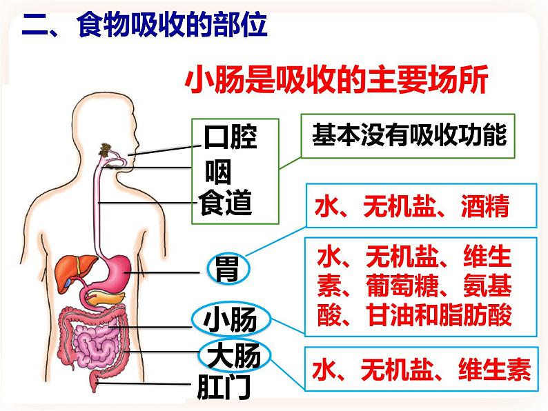 冀教版生物七年级下册 2.1.3营养物质的吸收和利用 课件04