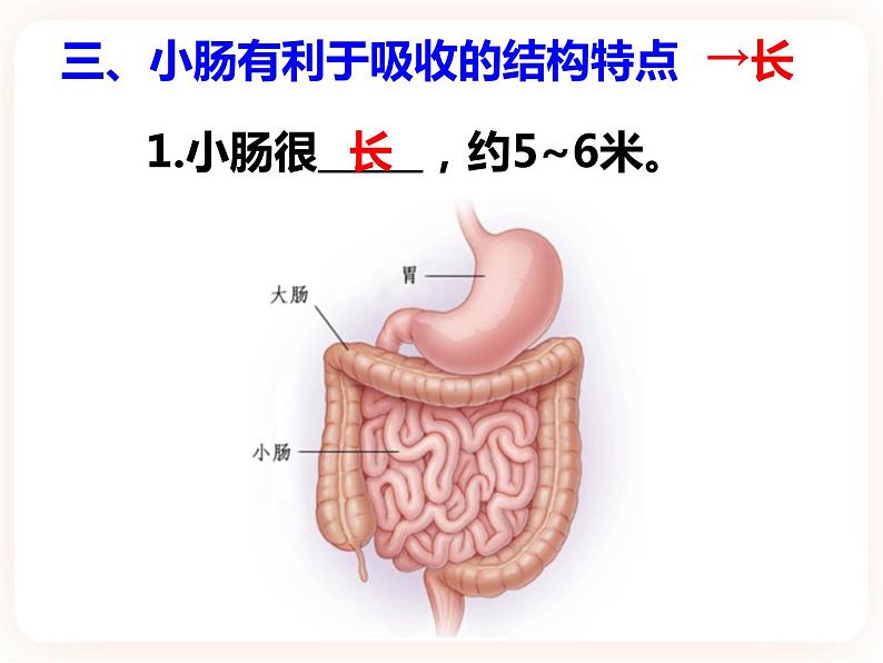 冀教版生物七年级下册 2.1.3营养物质的吸收和利用 课件05