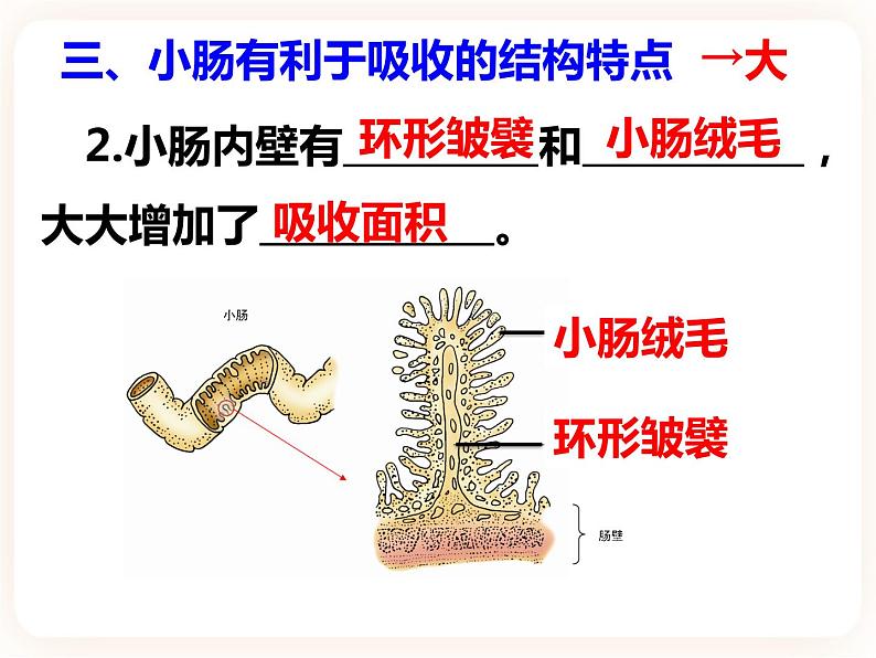 冀教版生物七年级下册 2.1.3营养物质的吸收和利用 课件07