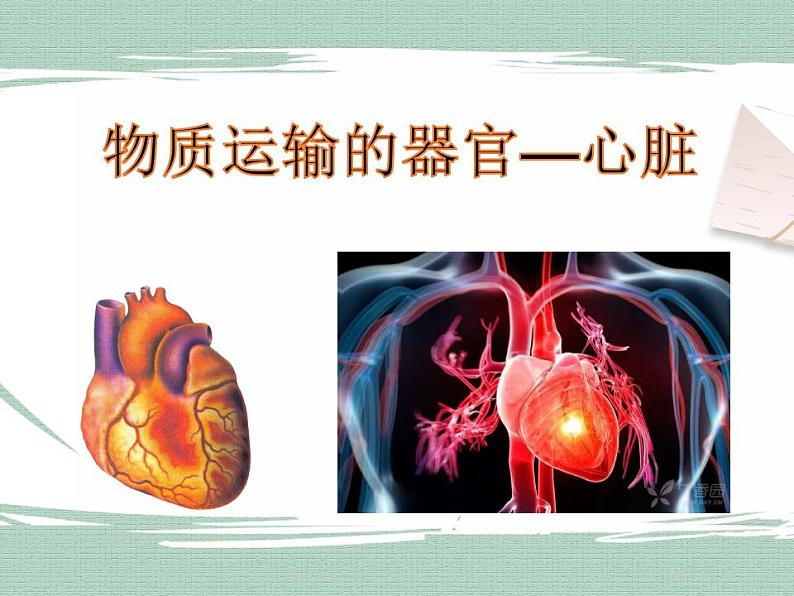 冀教版生物七年级下册 2.2物质运输的器官 课件01