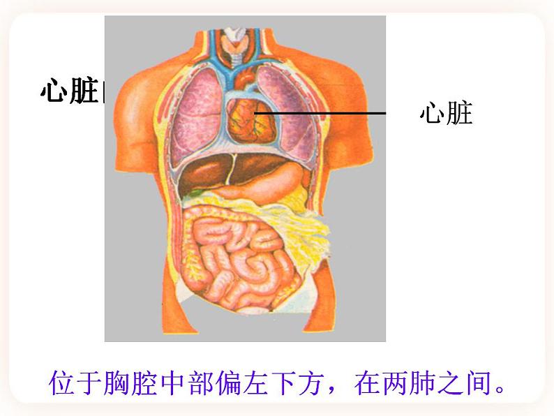 冀教版生物七年级下册 2.2物质运输的器官 课件02