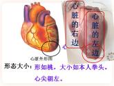 冀教版生物七年级下册 2.2物质运输的器官 课件
