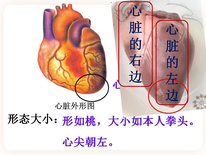 冀教版生物七年级下册 2.2物质运输的器官 课件03