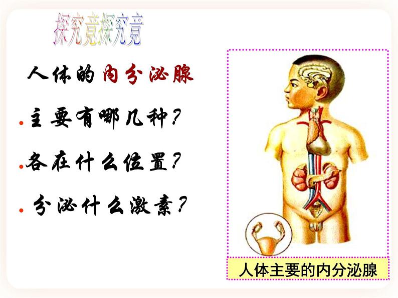 冀教版生物七年级下册 2.5.1激素与生长发育 课件07