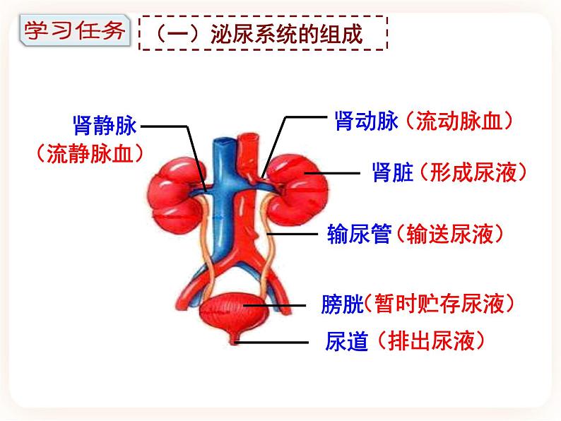 3.2排泄 课件第3页