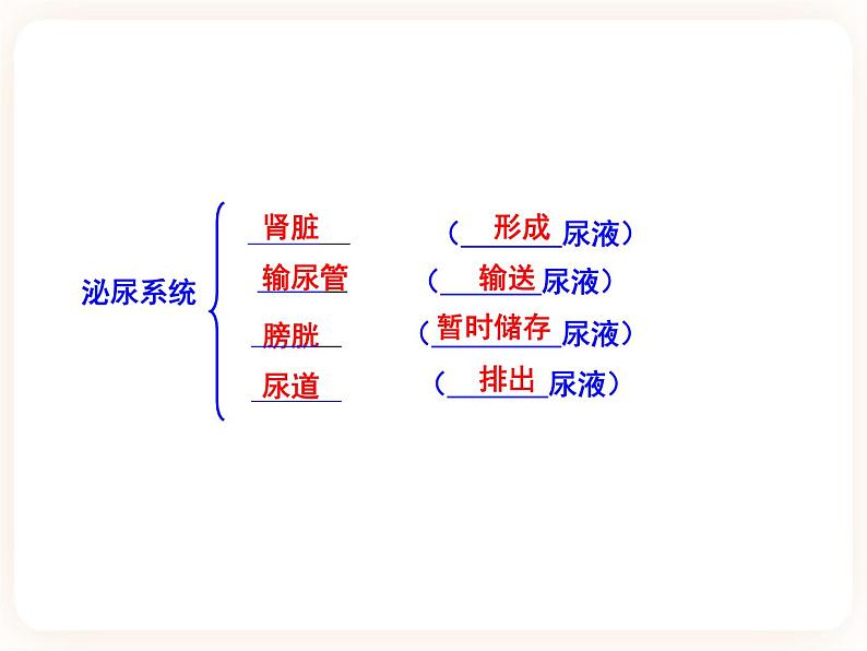 3.2排泄 课件第4页