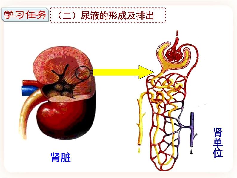 3.2排泄 课件第5页