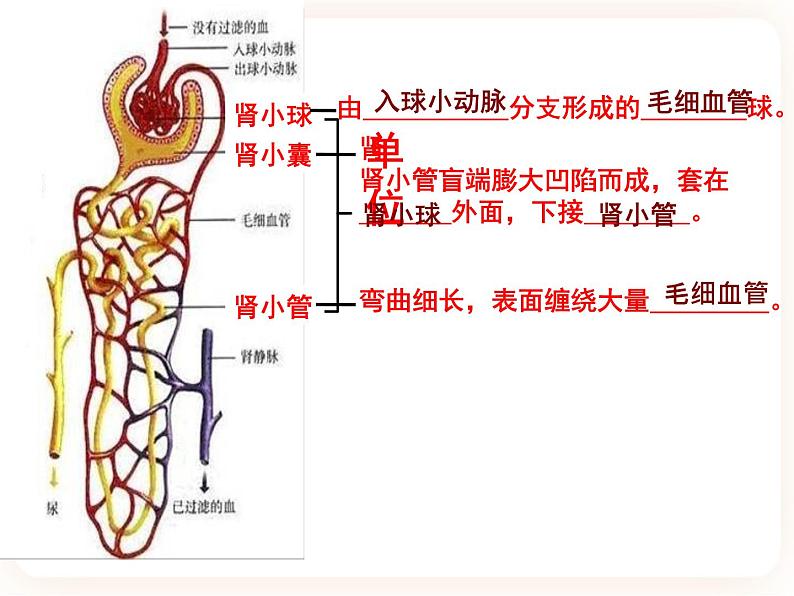 3.2排泄 课件第6页