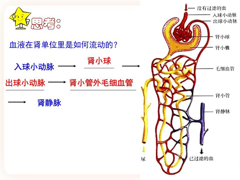 3.2排泄 课件第7页