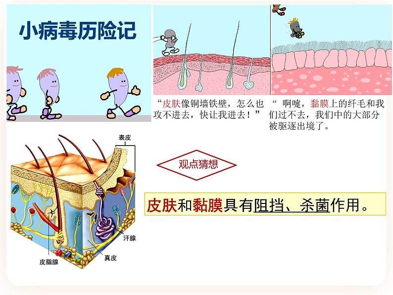 冀教版生物七年级下册 6.1免疫 课件03